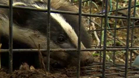 Badger Vaccine Trialled On Gloucestershire Reserve Bbc News