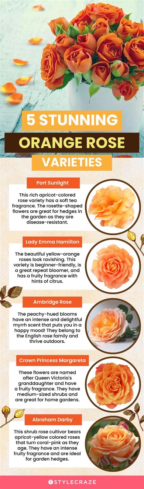 12 Most Beautiful Orange Roses For Your Garden