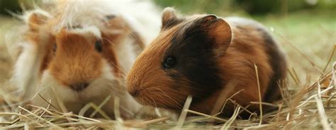 Best Guinea Pig Hay in 2022 | Timothy vs Meadow Hay