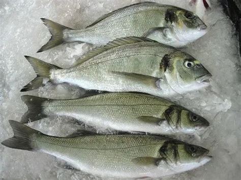 Sea Bass Wholesale Price And Mandi Rate For Sea Bass In India