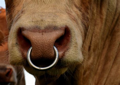 Free picture: animal, bull, cow, macro, muzzle, metal, nose ring