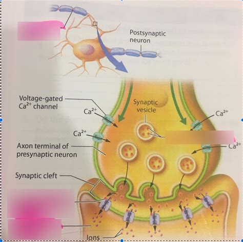 Neuromuscular Junction Diagram Quizlet