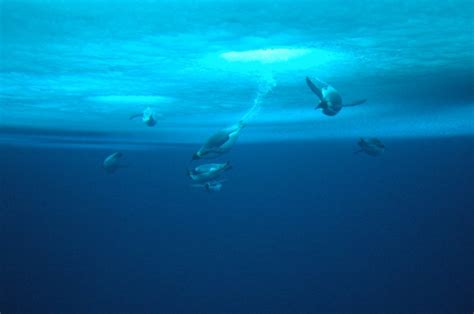 Our Beautiful World Emperor Penguin Keiserpingvin Aptenodytes Forsteri