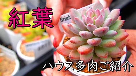 紅葉の始まったハウス内の多肉植物 ご紹介【多肉植物ガーデニング】 Youtube