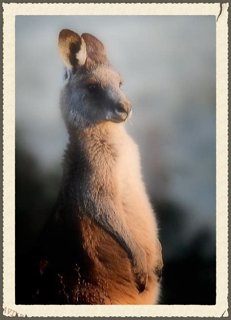 Young Kangaroo Portrait Canberra Australia ©2011 Flickr