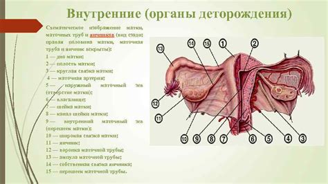 Строение Наружных Половых Органов Фото Photoby Ru