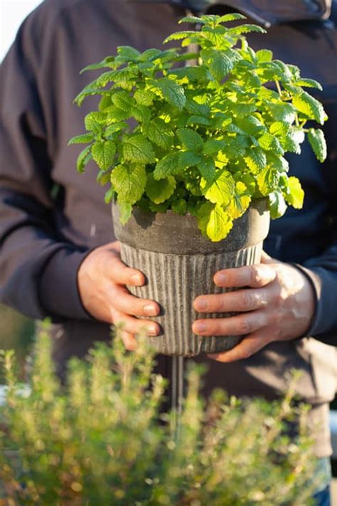 Growing Lemon Balm Varieties Planting Guide Care Problems And Harvest