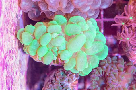 Green Bubble Coral Frags - Buy Online!