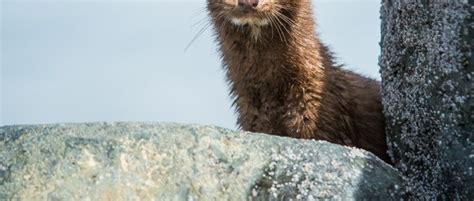 Breaking News Netherlands Will Close All Mink Fur Farms By Next Year