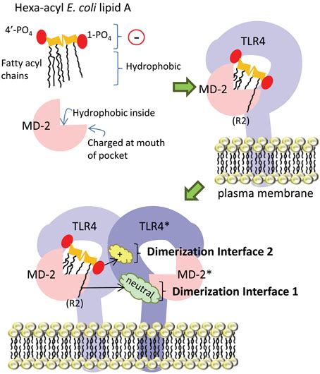 Frontiers Recognition Of Lipid A Variants By The Tlr Md Receptor