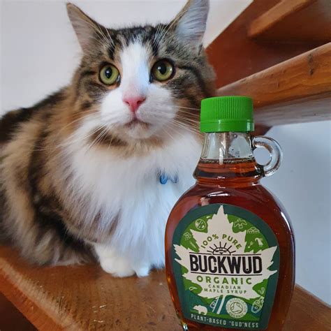 Buckwud Organic Canadian Maple Syrup Reviews Abillion