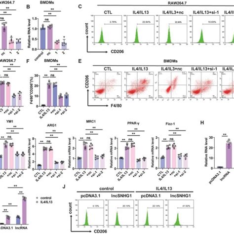 Identification Of Lncrna Snhg1 As A Potential Mediator Of M2 Macrophage