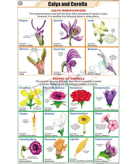 Calyx and Corolla Chart - Laminated, With Rollers - TeachingNest