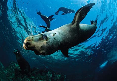 Mammals of the Deep - Oceans