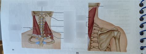 Muscles Of The Neck And Vertebral Column That Move The Head And Trunk