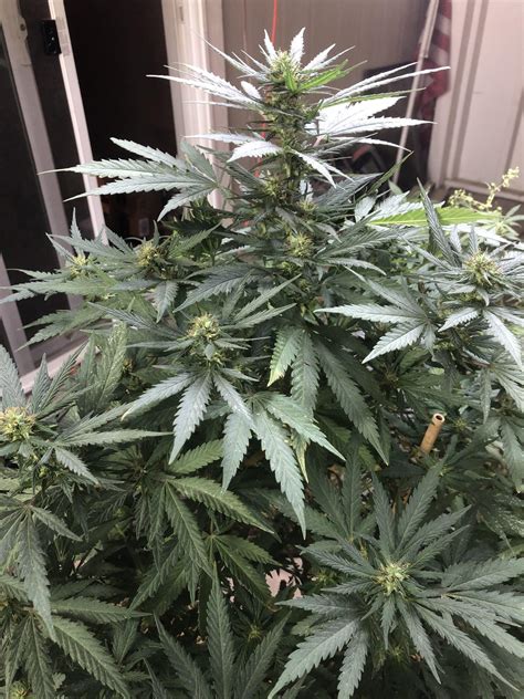 Tajikistani Hash Plant F5 New420guy Seeds