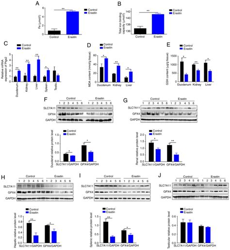 Erastininduced Ferroptosis Causes Physiological And Pathological