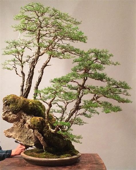 Rolling Along with Bonsai Rock Forests | Bonsai Bark