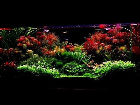 Diseño de acuario, Paisajismo acuático, Acuario marinos
