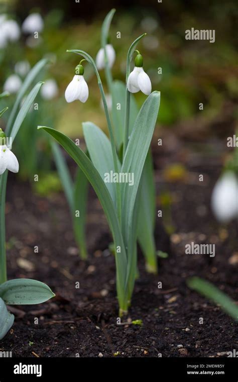 Galanthus Elwesii Monostictus Hi Res Stock Photography And Images Alamy