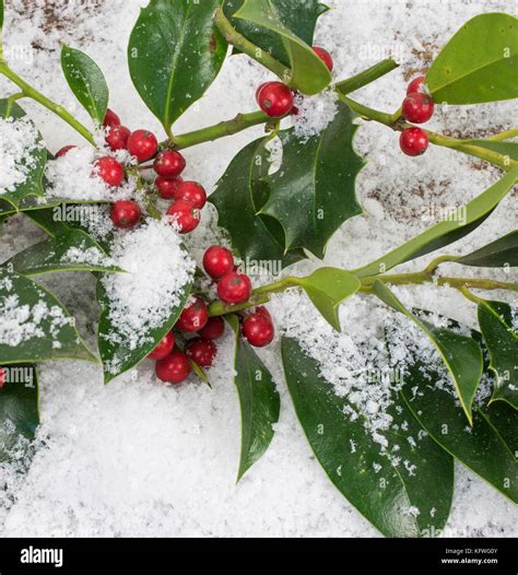 Holly Bush Covered In Snow Hi Res Stock Photography And Images Alamy