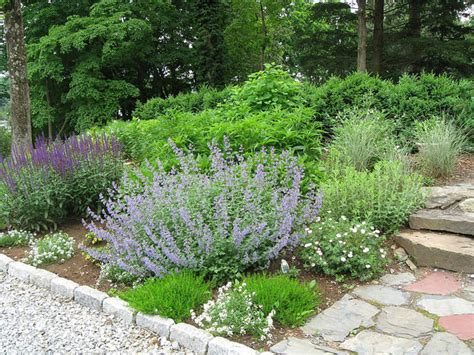 Sweet Alyssum How To Grow And Care For This Flowering Ground Cover