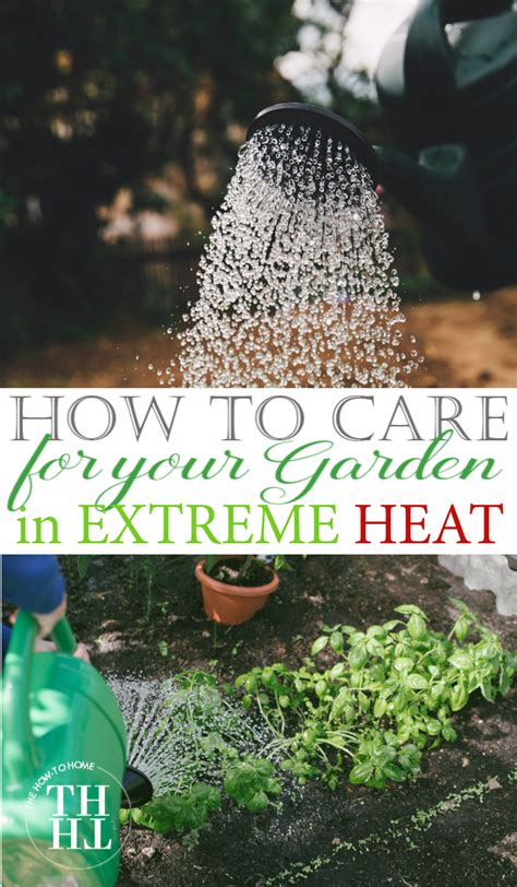 How To Care For Your Garden In Extreme Heat Water Plants Potted