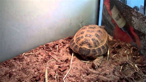 Sand as a tortoise substrate? - YouTube