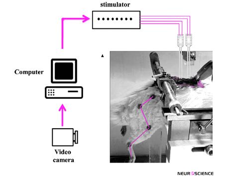 Schematic Of The Experimental Setup For Closed Loop Control Of The Knee