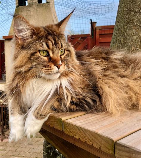 Pin On Maine Coon Cats