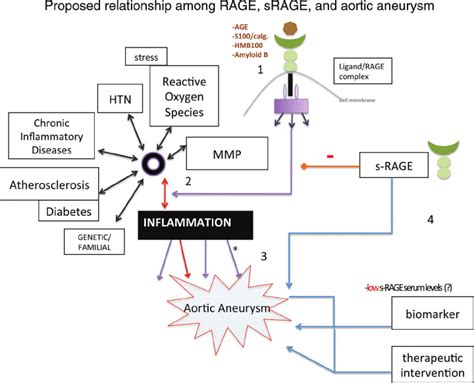 The Potential Role Of The Receptor For Advanced Glycation End Products