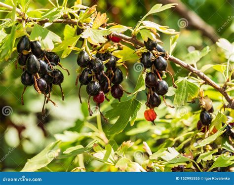 Black Currant Grows on a Bush in the Garden Stock Image - Image of ...