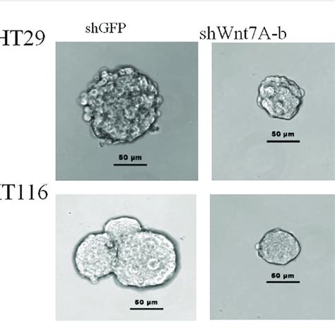 Colony Formation Assay Download Scientific Diagram