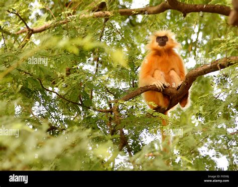 Gee S Golden Langur Golden Monkey An Old World Monkey Found In Assam