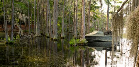 Discover The Louisiana State Tree: Symbol of Natural Splendor