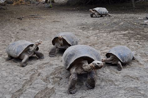 ECUADOR Etnia Cultura E Isole Incantate GALAPAGOS Mittelnet