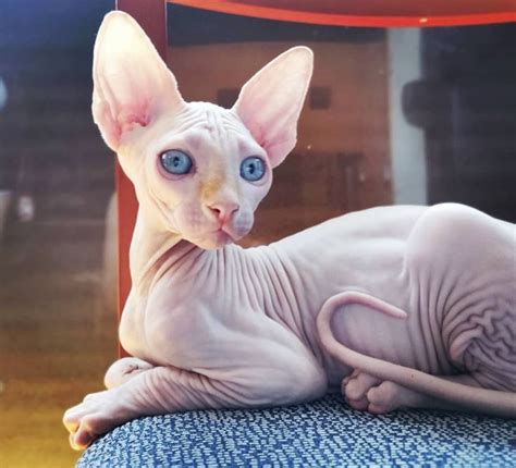 Rengar & Ahri on Instagram: “I was born to be a model😎 #rengar #sphynx #sphynxcat #sphynxkitten ...