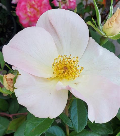 Rosa Sally Holmes Climbing Rose From Prides Corner Farms