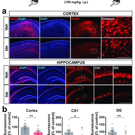 Idebenone Significantly Reduces Rage Expression In Xfad Mice A