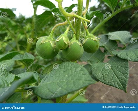 Flores En Plantas De Patata Para El Cultivo De Semillas Imagen De