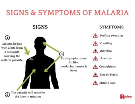 Malaria Causes Symptoms Diagnosis Prevention And Treatment