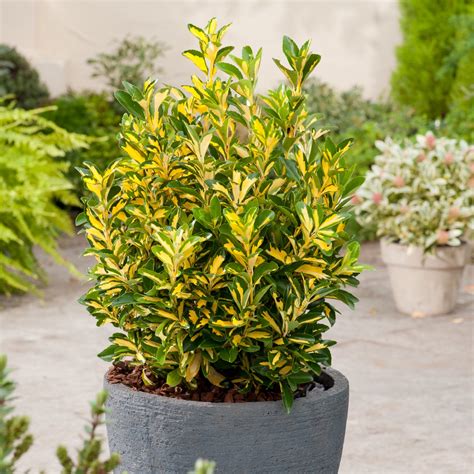 Euonymus Japonicus Aureus Rasadnik „jelena”