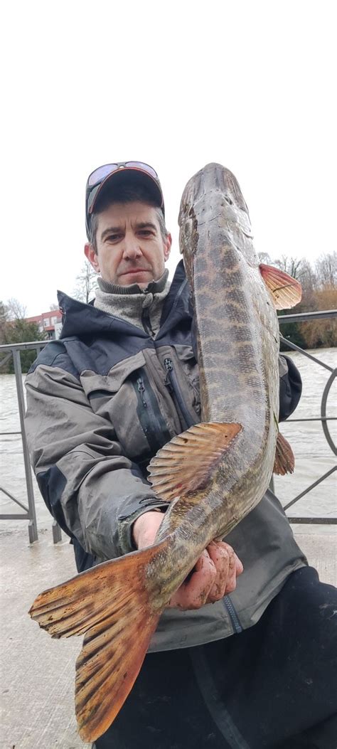 Pays de Montbéliard Il pêche un brochet dun mètre et de plus de 9 kg