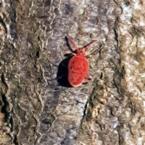 Rote Samtmilbe 155817 Rote Samtmilbe Trombidium Holoseric Flickr