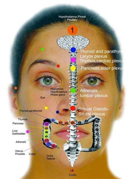 Facial Massage Maps Pikolness