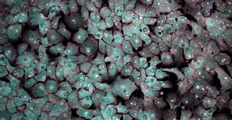 cell painting application note