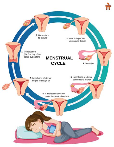 Biodegradable Period Panties One Step Towards A Sustainable Earth By