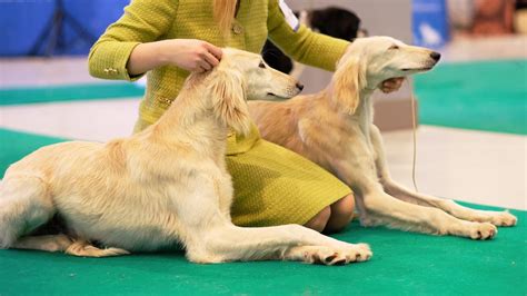 Conheça as 5 raças de cães mais raras que são criadas no Brasil Meu