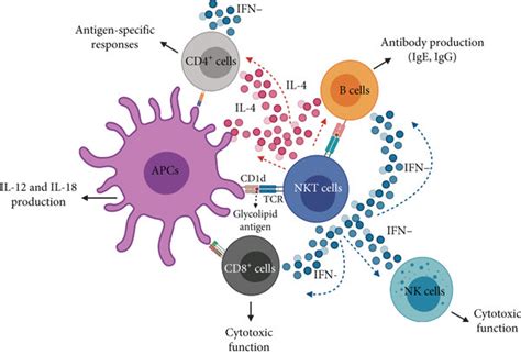 Nkt Cell Mediated Transactivation Following Antigen Presentation Nkt