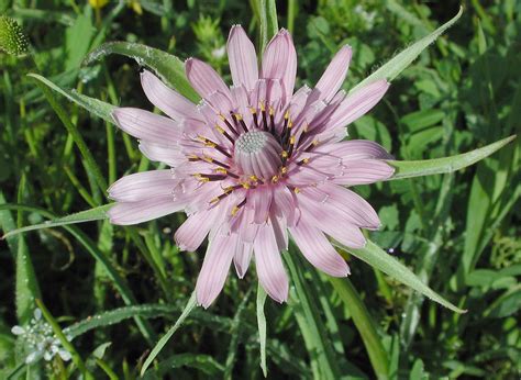 Flower Gallery :: Asteraceae :: AAAA8960